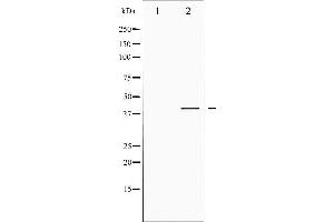 Western blot analysis of CREB phosphorylation expression in PMA treated HeLa whole cell lysates,The lane on the left is treated with the antigen-specific peptide. (CREB1 anticorps  (pSer142))