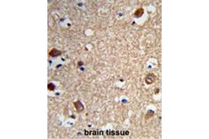 Formalin-fixed and paraffin-embedded human brain tissue reacted with ACTR5 Antibody (C-term), which was peroxidase-conjugated to the secondary antibody, followed by DAB staining.