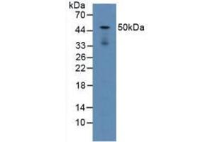 Figure. (LAMP2 anticorps  (AA 295-410))