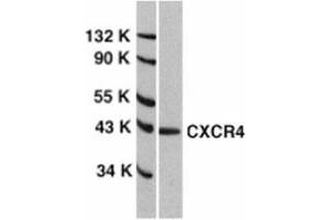 Western blot analysis of CXCR4 in HeLa total cell lysate with AP30267PU-N anti-CXCR4 (EL) at 1/1000 dilution.