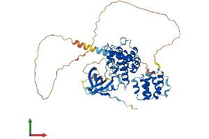 AlphaFold protein structure predicition of Human Recombinant RIPK2 Protein, UniprotID O43353