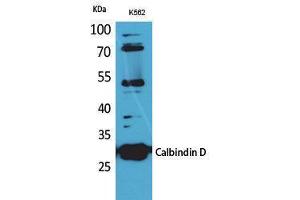 Western Blotting (WB) image for anti-Calbindin (CALB1) (C-Term) antibody (ABIN3178240) (CALB1 anticorps  (C-Term))