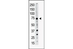 Image no. 1 for anti-PR Domain Containing 14 (PRDM14) (N-Term) antibody (ABIN356723) (PRDM14 anticorps  (N-Term))