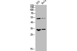 Western Blot analysis of NIH-3T3 Hela cells using M-CSF Polyclonal Antibody (M-CSF/CSF1 anticorps  (C-Term))
