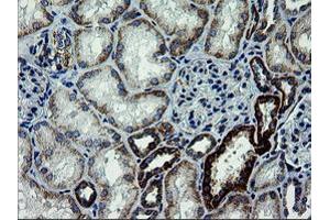 Image no. 3 for anti-Armadillo Repeat Containing 1 (ARMC1) antibody (ABIN1496727) (ARMC1 anticorps)