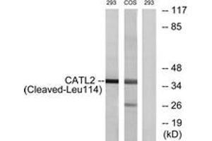 Western blot analysis of extracts from 293/COS cells, treated with etoposide 25uM 1h, using CATL2 (Cleaved-Leu114) Antibody. (Cathepsin L2 anticorps  (Cleaved-Leu114))