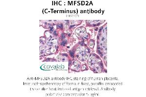 Image no. 3 for anti-Major Facilitator Superfamily Domain Containing 2A (MFSD2A) (C-Term) antibody (ABIN1736932) (MFSD2A anticorps  (C-Term))