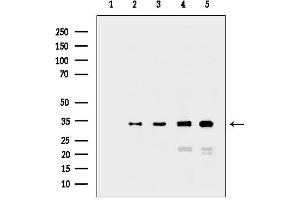 Western blot analysis of lysates from various samples, using GAPDH Antibody.