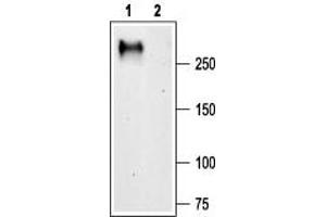 Western blot analysis of rat brain membranes: - 1. (CACNA1G anticorps  (Intracellular, N-Term))