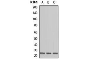 Western blot analysis of OAZ1 expression in HEK293T (A), Raw264. (OAZ1 anticorps  (N-Term))