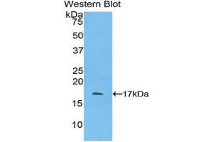 Western Blotting (WB) image for anti-Pleiotrophin (PTN) (AA 33-168) antibody (ABIN1174468) (Pleiotrophin anticorps  (AA 33-168))