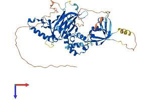 AlphaFold protein structure predicition of Human Recombinant TFCP2 Protein, UniprotID Q12800