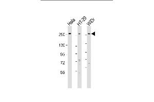 All lanes : Anti-PCNXL2 Antibody (N-Term) at 1:1000-1:2000 dilution Lane 1: Hela whole cell lysate Lane 2: HT-29 whole cell lysate Lane 3: WiDr whole cell lysate Lysates/proteins at 20 μg per lane. (PCNXL2 anticorps  (AA 467-499))