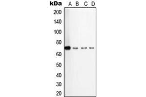 Western blot analysis of TGFBR2 expression in HepG2 (A), A549 (B), TF1 (C), KNRK (D) whole cell lysates. (TGFBR2 anticorps  (Center))