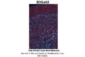 Sample Type :  Adult mouse cortex  Primary Antibody Dilution :  1:500  Secondary Antibody :  Anti-rabbit-Cy3  Secondary Antibody Dilution :  1:1000  Color/Signal Descriptions :  Red: B3Galt2 Cyan: Nissl(Neurons)  Gene Name :  B3galt2  Submitted by :  Joshua R.