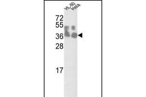 Western blot analysis of CLNS1A Antibody (Center) (ABIN390420 and ABIN2840808) in HL-60 and Hela cell line lysates (35 μg/lane). (CLNS1A anticorps  (AA 148-176))