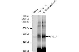 Immunoprecipitation analysis of 300 μg extracts of HeLa cells using 3 μg RING1A antibody (ABIN7270051).