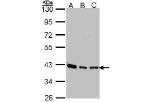 WB Image Sample (30 ug of whole cell lysate) A: 293T B: A431 , C: H1299 10% SDS PAGE antibody diluted at 1:1000