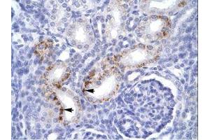 Image no. 1 for anti-Fas (TNFRSF6)-Associated Via Death Domain (FADD) (C-Term) antibody (ABIN6735927)