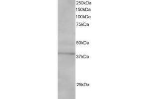 ABIN185082 staining (1µg/ml) of Jurkat lysate (RIPA buffer, 30µg total protein per lane). (SAE1 anticorps  (C-Term))