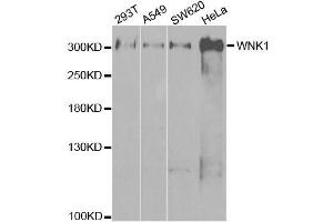 Western blot analysis of extracts of various cell lines, using WNK1 antibody.