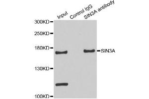 Immunoprecipitation analysis of 200ug extracts of HeLa cells using 3ug SIN3A antibody. (SIN3A anticorps)