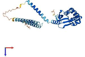 AlphaFold protein structure predicition of Mouse Recombinant Otud6b Protein, UniprotID Q8K2H2