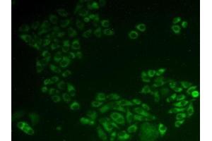 Detection of PDCD6 in Human Hela Cells using Polyclonal Antibody to Programmed Cell Death Protein 6 (PDCD6)