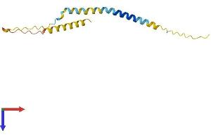 AlphaFold protein structure predicition of Human Recombinant BEX1 Protein, UniprotID Q9HBH7