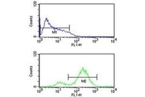 EIF4E antibody flow cytometric analysis of HL-60 cells (bottom histogram) compared to a negative control (top histogram).