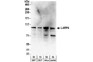 Western Blotting (WB) image for anti-La Ribonucleoprotein Domain Family, Member 4 (LARP4) (AA 450-500) antibody (ABIN7452948)