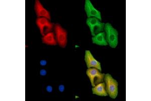 ABIN7095327 and ABIN7099384 staining Hela cells by IF/ICC. (PRELP anticorps)