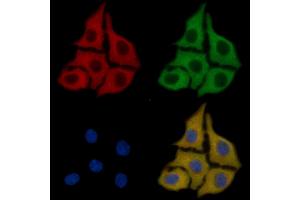 NOS3 Mouse Monoclonal Antibody staining HepG2 cells by IF/ICC.