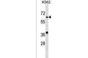 ASB10 Antibody (N-term) (ABIN1539591 and ABIN2849214) western blot analysis in K562 cell line lysates (35 μg/lane). (ASB10 anticorps  (N-Term))