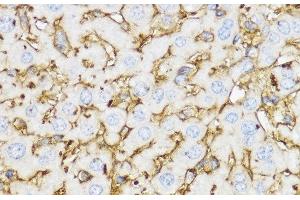 Immunohistochemistry of paraffin-embedded Mouse liver using YKL-40 / CHI3L1 Polyclonal Antibody at dilution of 1:100 (40x lens). (CHI3L1 anticorps)