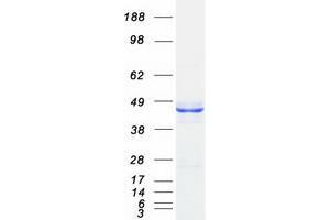 Validation with Western Blot