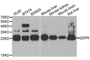 Western blot analysis of extracts of various cell lines, using QDPR antibody. (QDPR anticorps  (AA 1-244))
