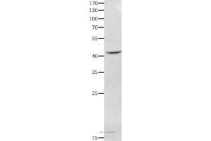 Western blot analysis of RAW264. (NFKBID anticorps)