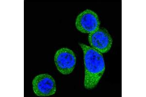 Confocal immunofluorescent analysis of CRHR2 Antibody (Center) (ABIN390758 and ABIN2841016) with Hela cell followed by Alexa Fluor 488-conjugated goat anti-rabbit lgG (green). (CRHR2 anticorps  (AA 243-272))