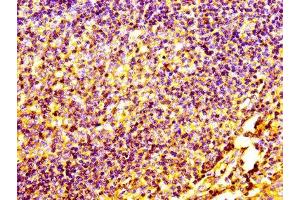 IHC image of ABIN7147154 diluted at 1:100 and staining in paraffin-embedded human tonsil tissue performed on a Leica BondTM system. (CD31 anticorps  (AA 28-315))