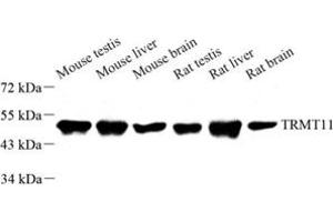 Western blot analysis of TRMT11 (ABIN7076023) at dilution of 1: 1000 (Trmt11 anticorps)