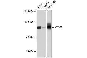 Western blot analysis of extracts of various cell lines, using MCM7 Rabbit mAb (ABIN7268544) at 1:1000 dilution. (MCM7 anticorps)