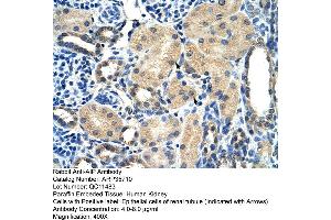Human kidney (AIP anticorps  (N-Term))