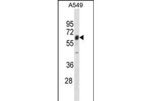 TRIM22 Antibody (N-term) (ABIN1881901 and ABIN2838622) western blot analysis in A549 cell line lysates (35 μg/lane). (TRIM22 anticorps  (N-Term))