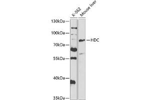 Western blot analysis of extracts of various cell lines, using HDC antibody (ABIN6128052, ABIN6141691, ABIN6141692 and ABIN6221126) at 1:1000 dilution.