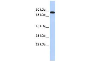 Desmocollin 3 antibody used at 1 ug/ml to detect target protein.