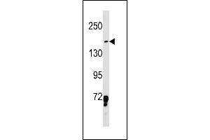 LMO7 Antibody (Center) (ABIN1881503 and ABIN2843230) western blot analysis in K562 cell line lysates (35 μg/lane). (LMO7 anticorps  (AA 616-644))