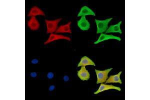 ABIN7096535 and ABIN7100599 staining Hela cells by IF/ICC.