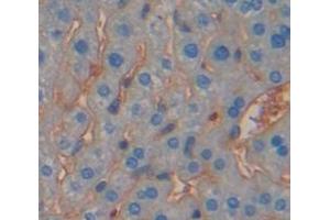 IHC-P analysis of Mouse Tissue, with DAB staining. (IFNGR1 anticorps  (AA 23-253))