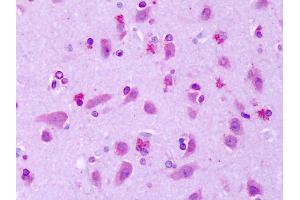 Anti-GPR75 antibody IHC of human brain, cortex. (GPR75 anticorps  (Extracellular Domain))